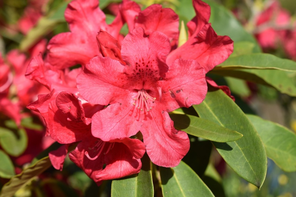 Tipos de Flores Vermelhas - azaleia