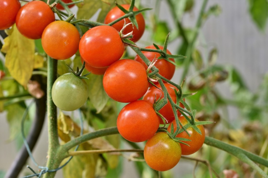  Plantar Tomate em Vaso