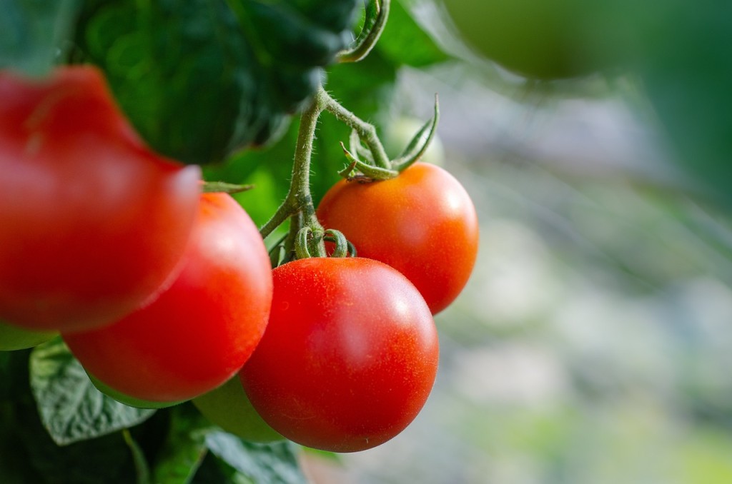  Plantar Tomate em Vaso