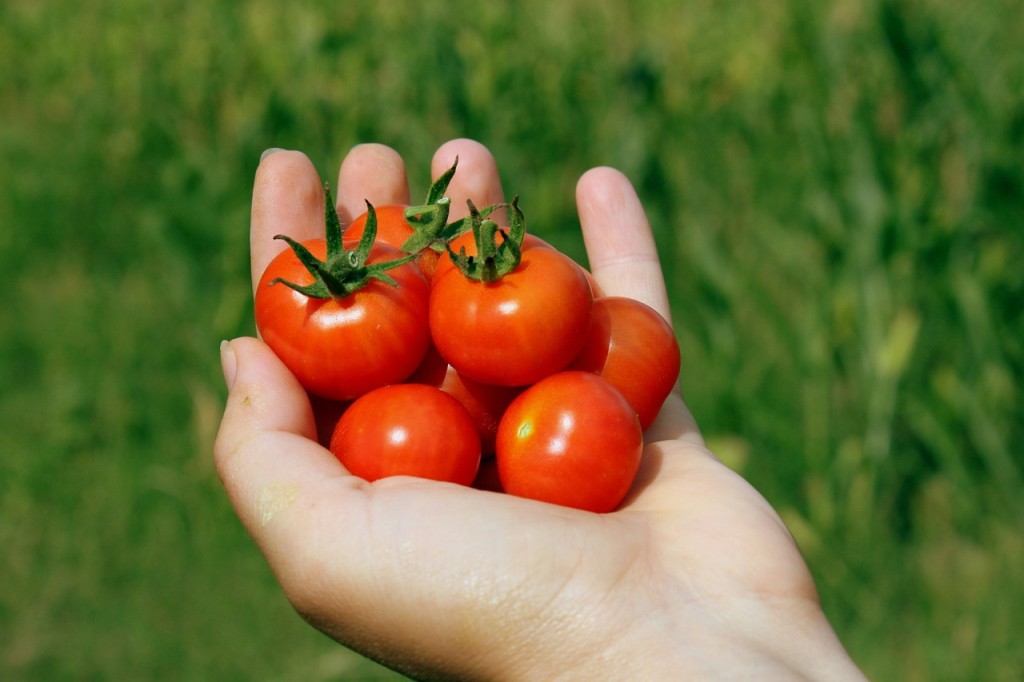  Plantar Tomate em Vaso