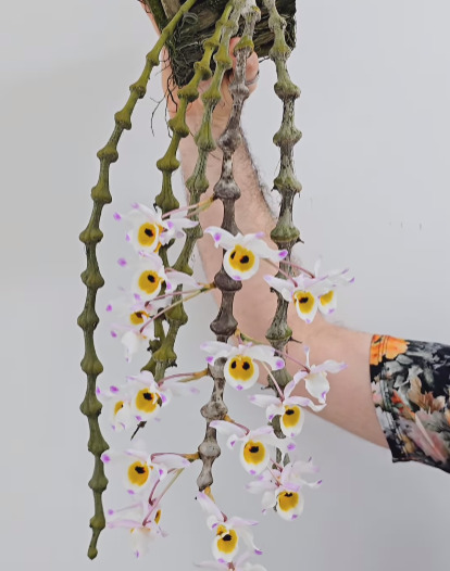 Dendrobium pendulum