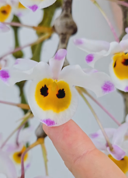 Dendrobium pendulum