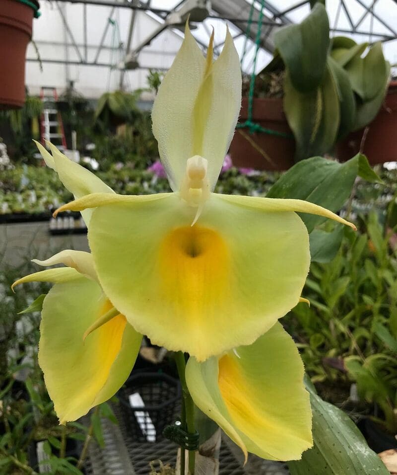 Catasetum pileatum