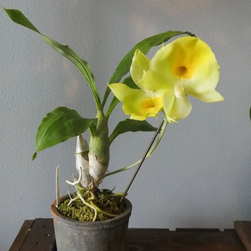 Catasetum pileatum