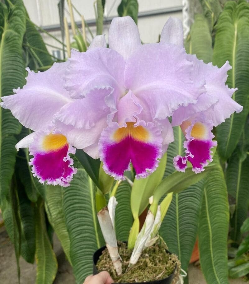 Cattleya trianae: como cuidar da orquídea com flores roxas nativa da Colômbia