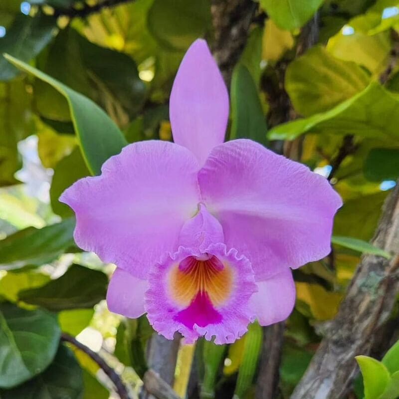 Cattleya trianae: como cuidar da orquídea com flores roxas nativa da Colômbia