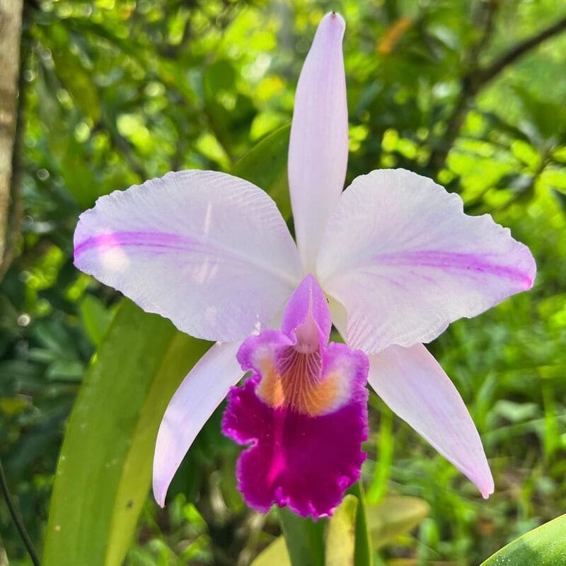 Cattleya trianae: como cuidar da orquídea com flores roxas nativa da Colômbia