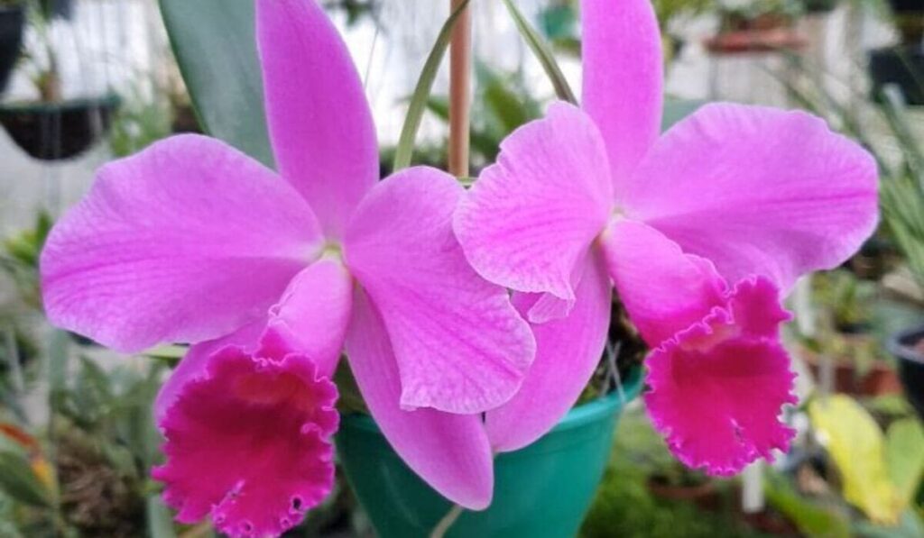 Cattleya trianae