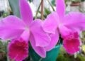 Cattleya trianae