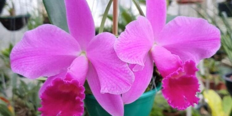 Cattleya trianae