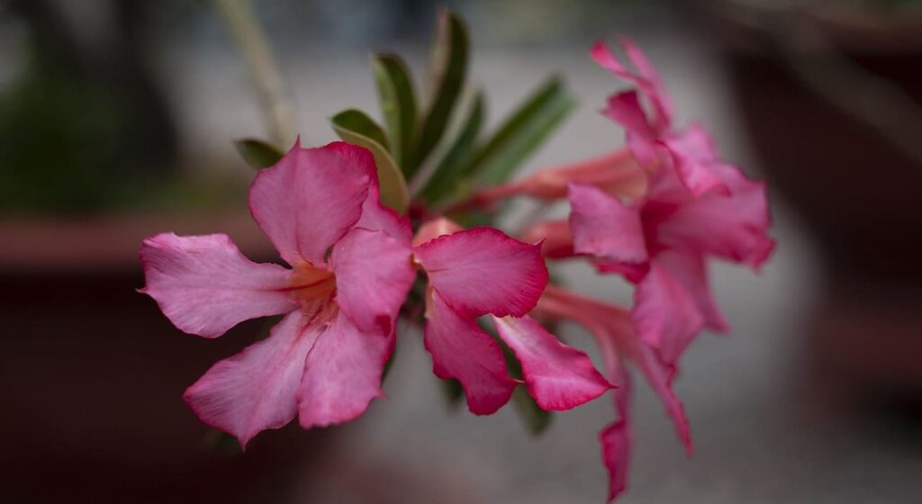 adubo para rosa do deserto