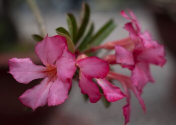 adubo para rosa do deserto