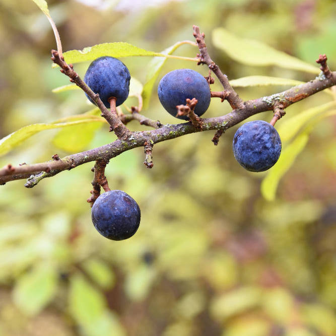 arvores frutiferas 3