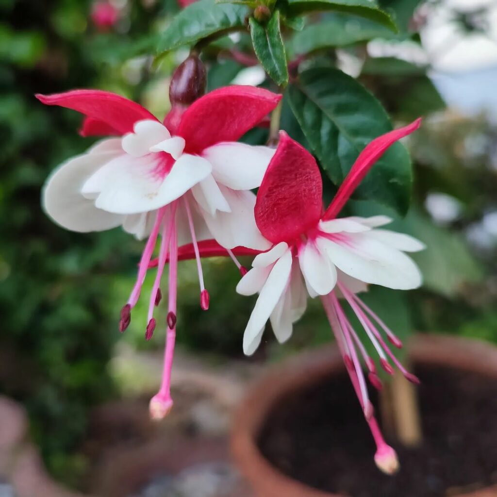 Brinco de Princesa (Fuchsia hybrida): A Flor Símbolo do Rio Grande do Sul