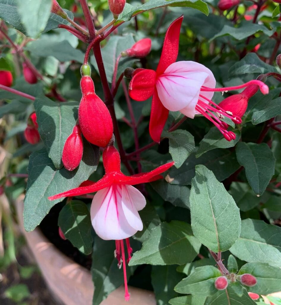 Brinco de Princesa (Fuchsia hybrida): A Flor Símbolo do Rio Grande do Sul