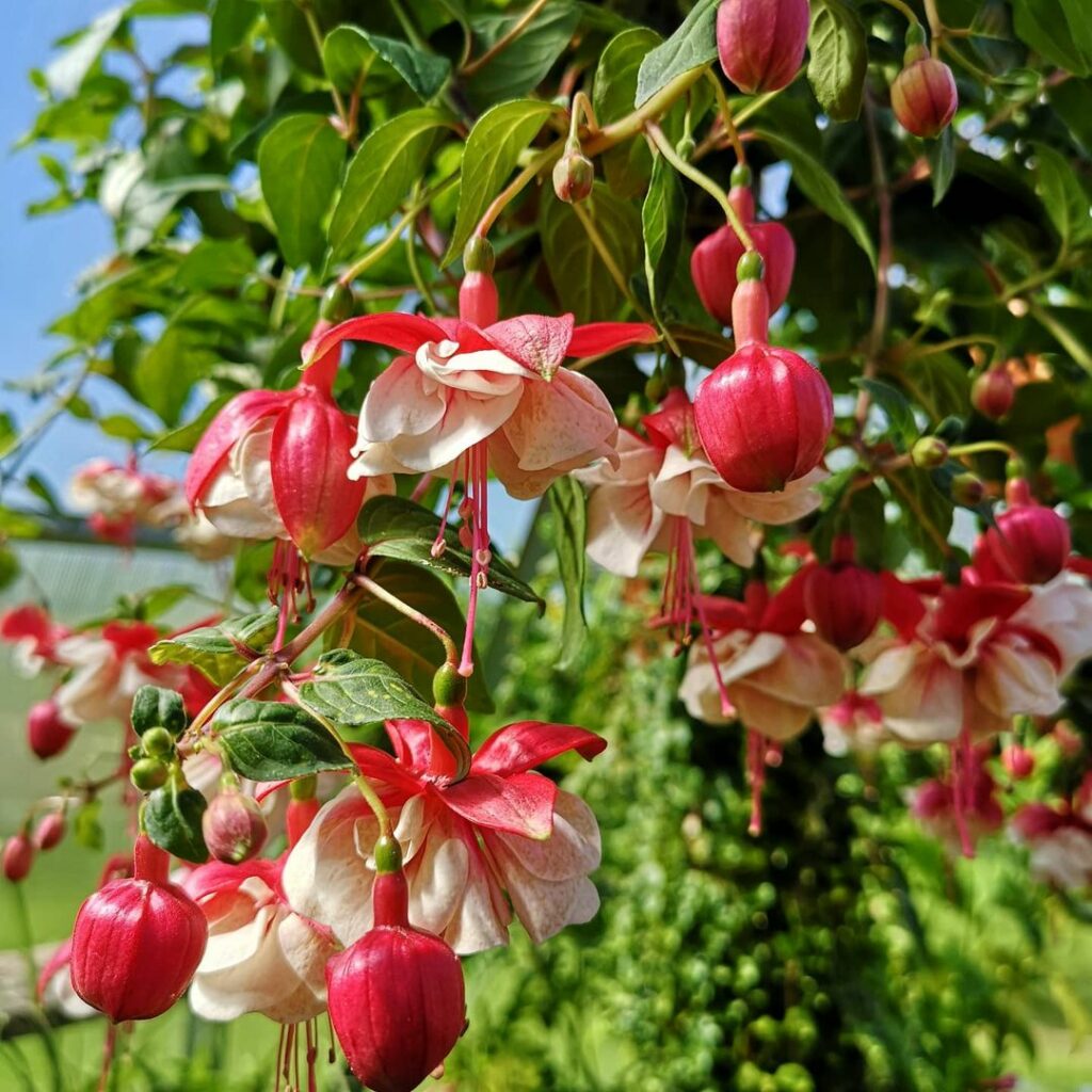 Brinco de Princesa (Fuchsia hybrida): A Flor Símbolo do Rio Grande do Sul