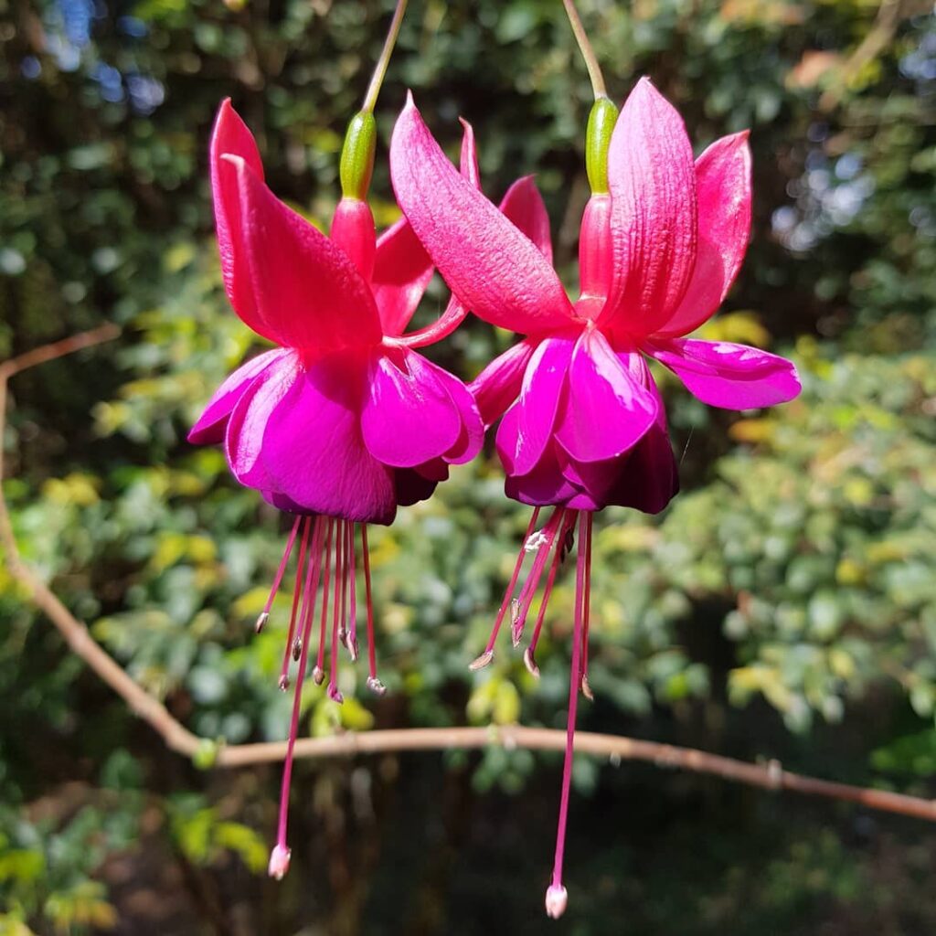 Brinco de Princesa (Fuchsia hybrida): A Flor Símbolo do Rio Grande do Sul