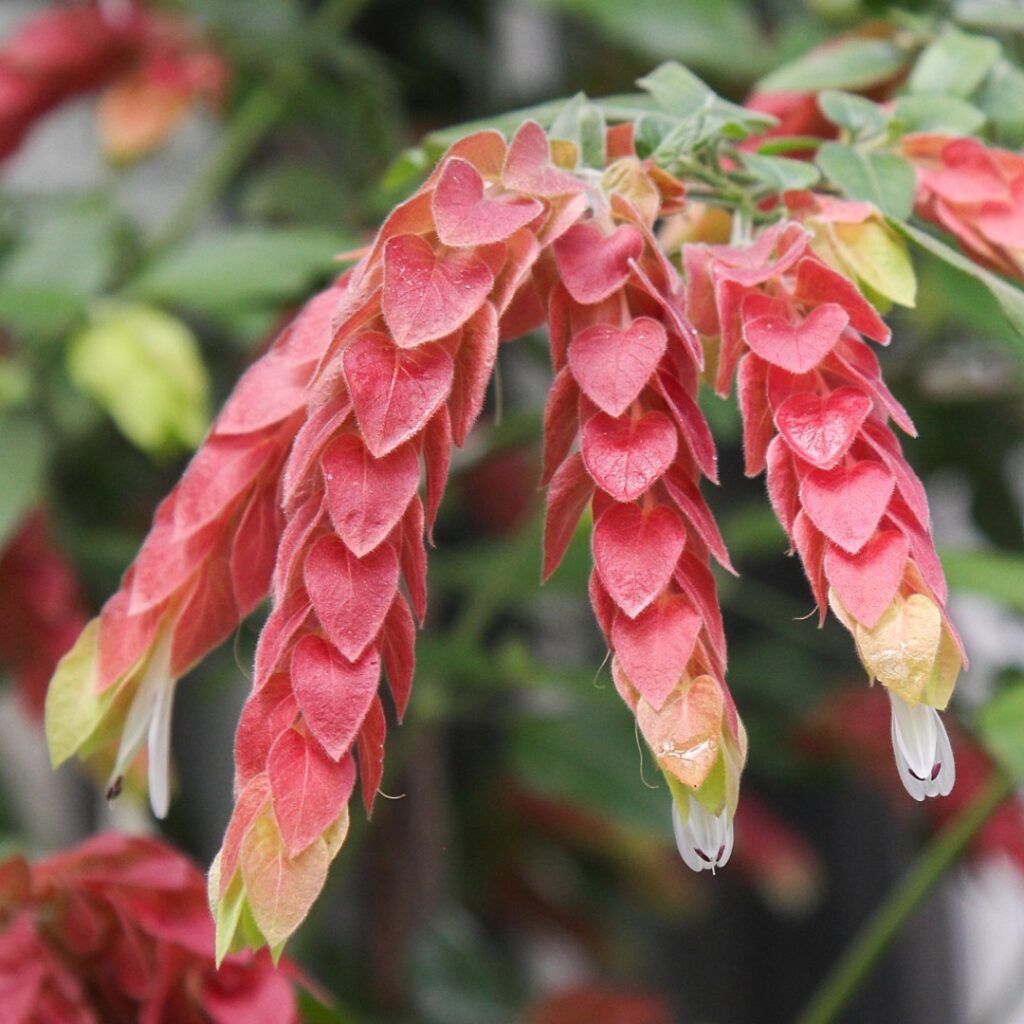 plantas para canteiro de muro -  camarao vermelho