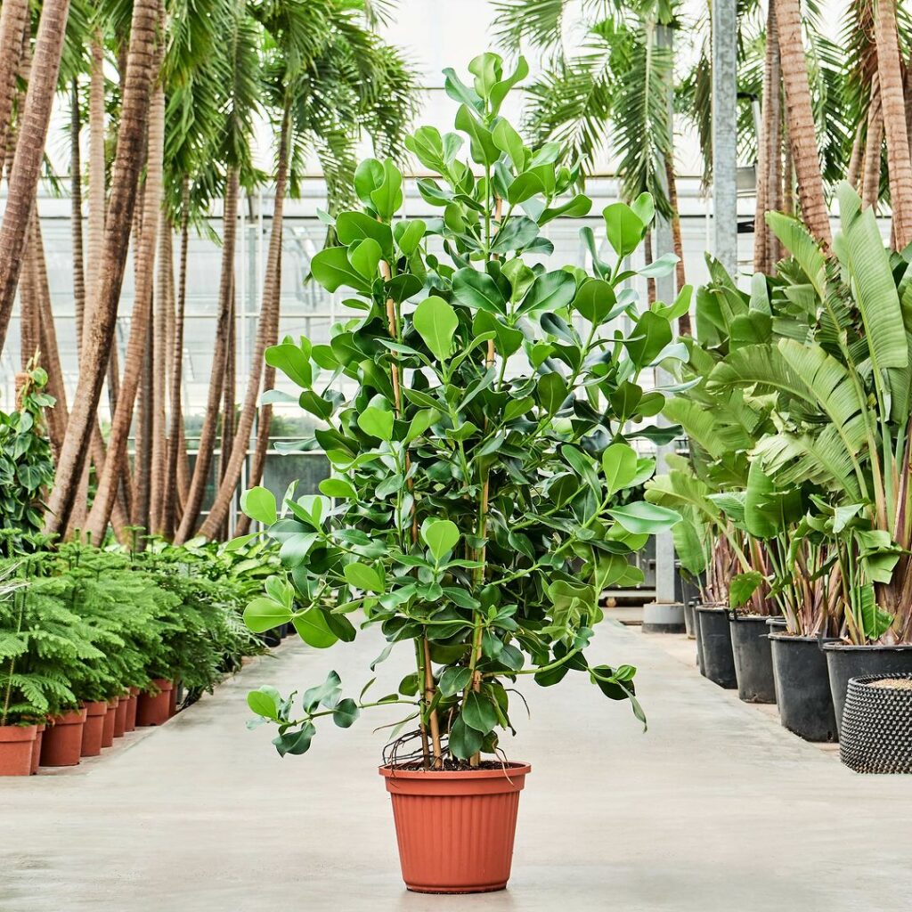 plantas para canteiro de muro - clusia