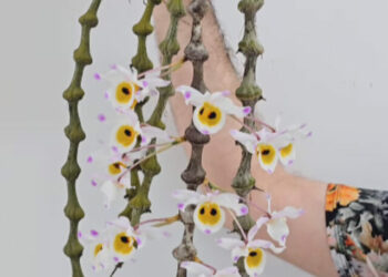 cropped-Captura-de-tela-2024-09-22-125107.jpg