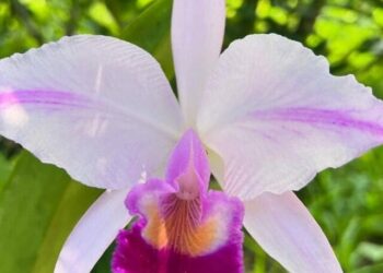 cropped-Cattleya-trianae-3.jpg