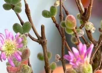 drosanthemum floribundum