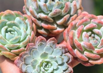 cropped-echeveria-lauii-2.jpg