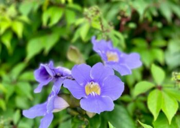 cropped-thunbergia-grandiflora-1.jpg