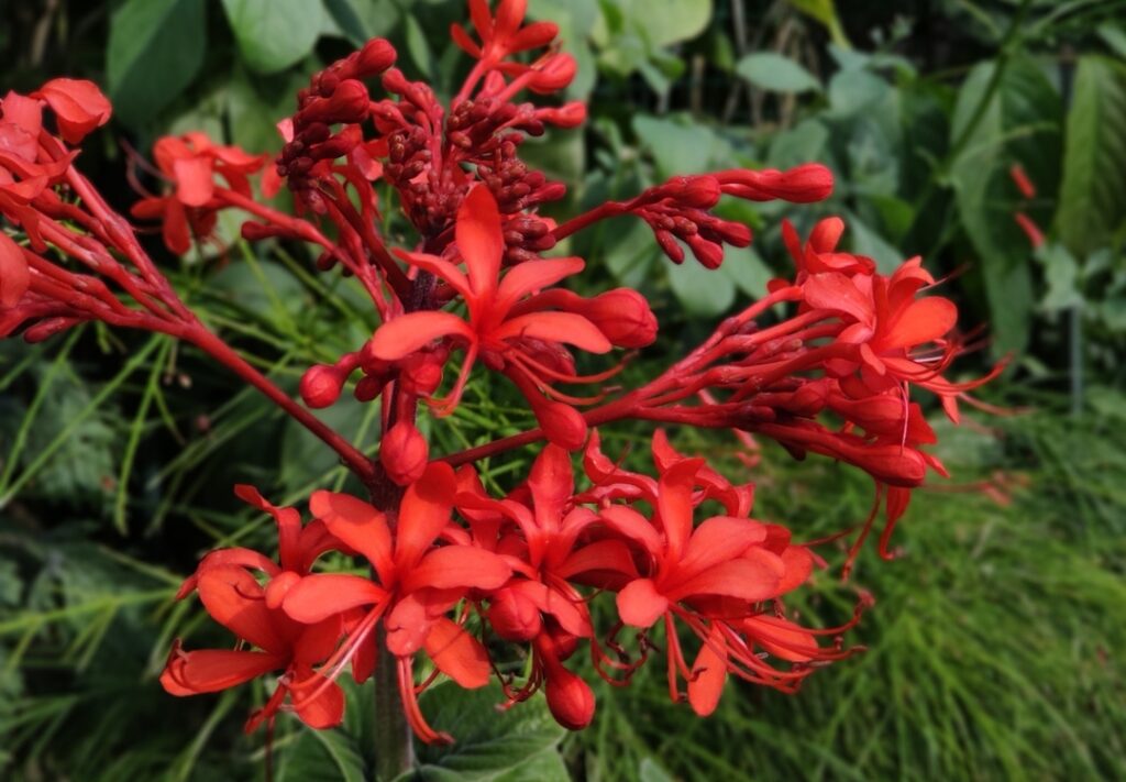 dia da arvore Clerodendrum speciosissimum