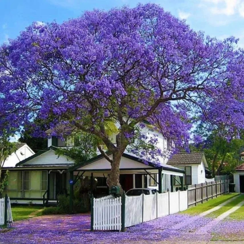 dia da arvore jacaranda