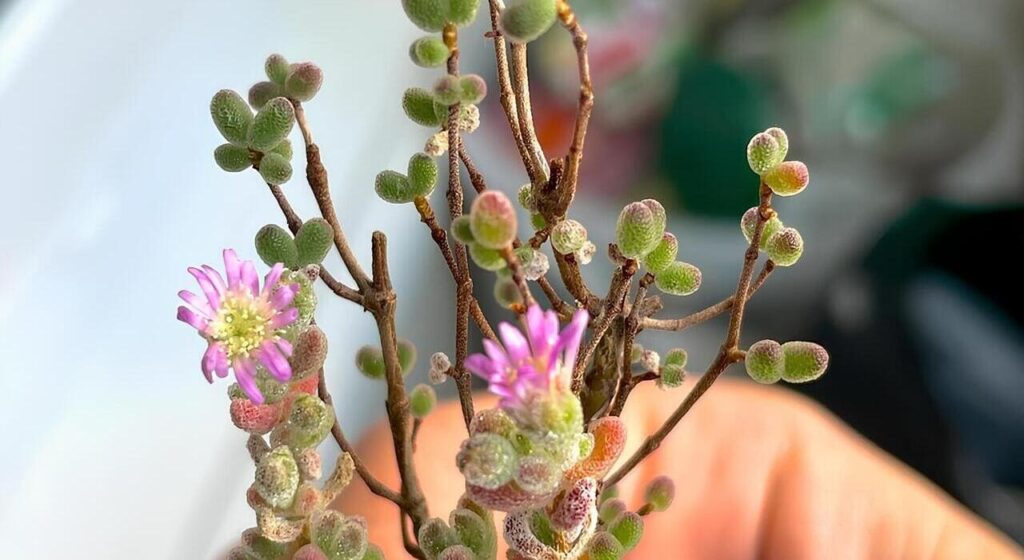 drosanthemum floribundum