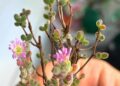 drosanthemum floribundum