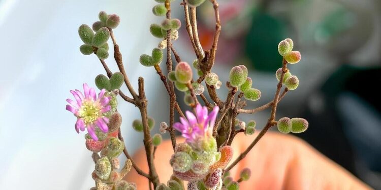 drosanthemum floribundum