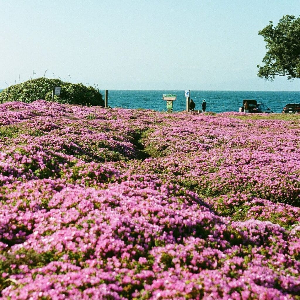 Drosanthemum floribundum