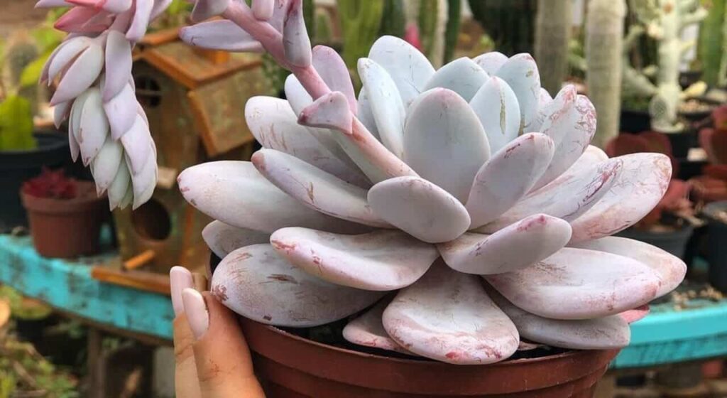 echeveria lauii