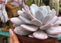 echeveria lauii