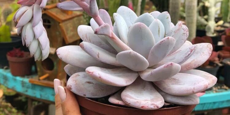 echeveria lauii