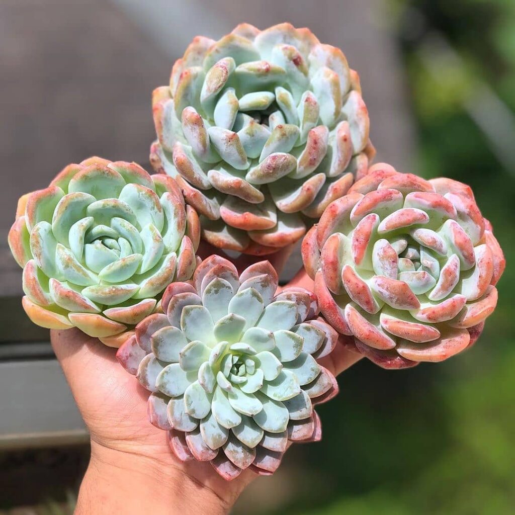 echeveria lauii 2