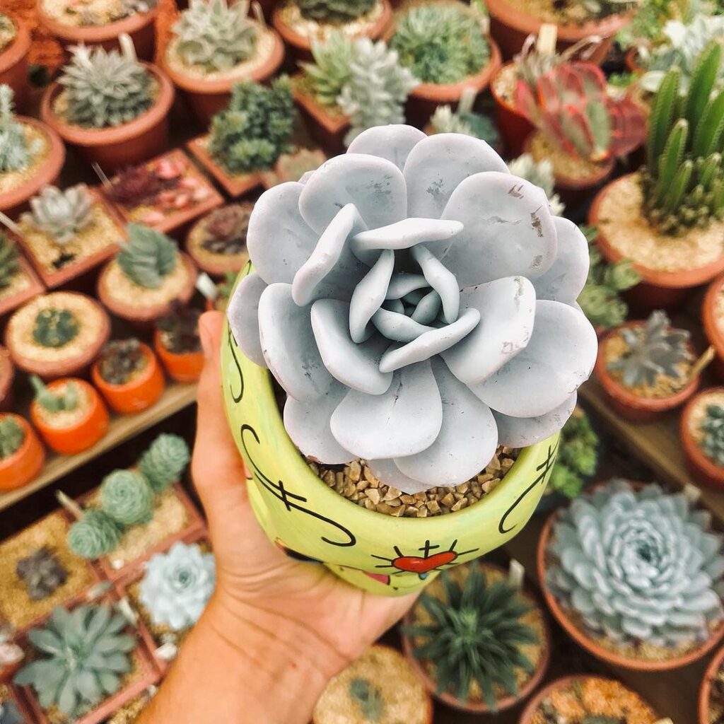 echeveria lauii 3