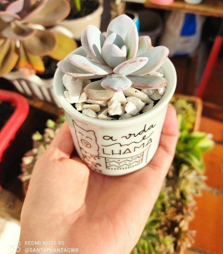 echeveria lauii 4