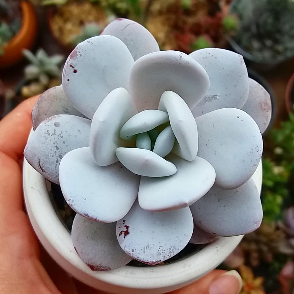 echeveria lauii 5