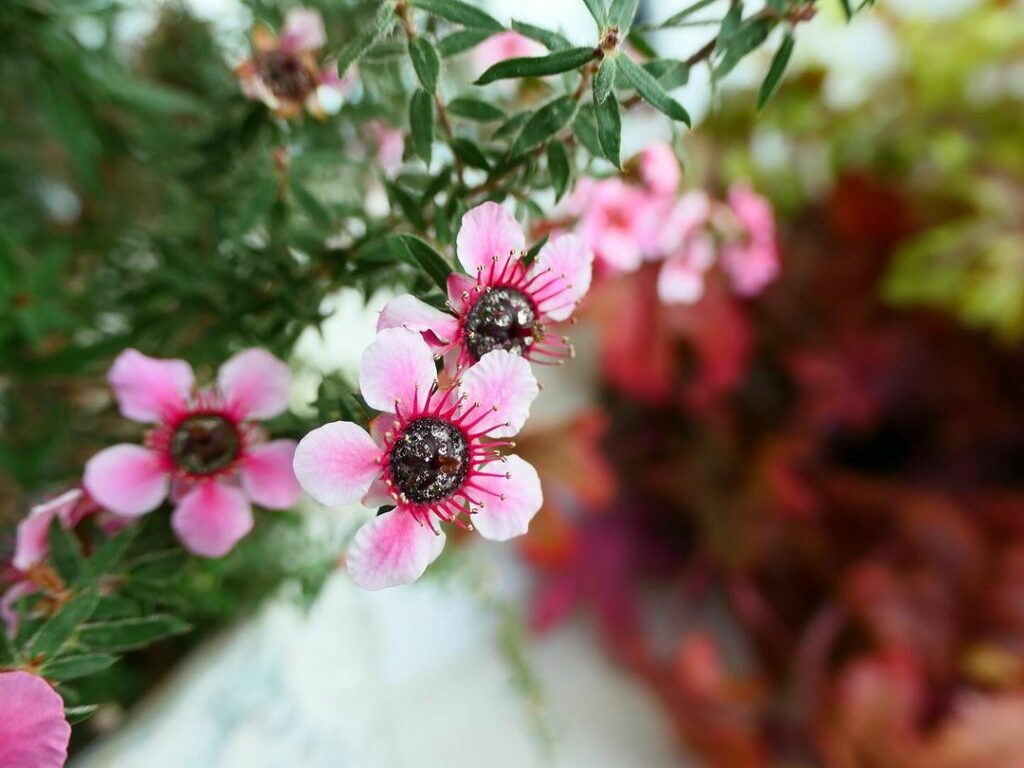 erica japonesa 4