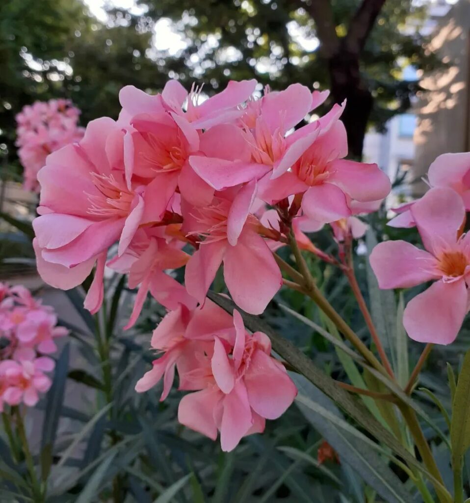 Espirradeira (Nerium oleander)