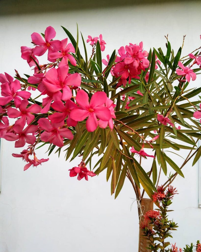 Espirradeira (Nerium oleander)