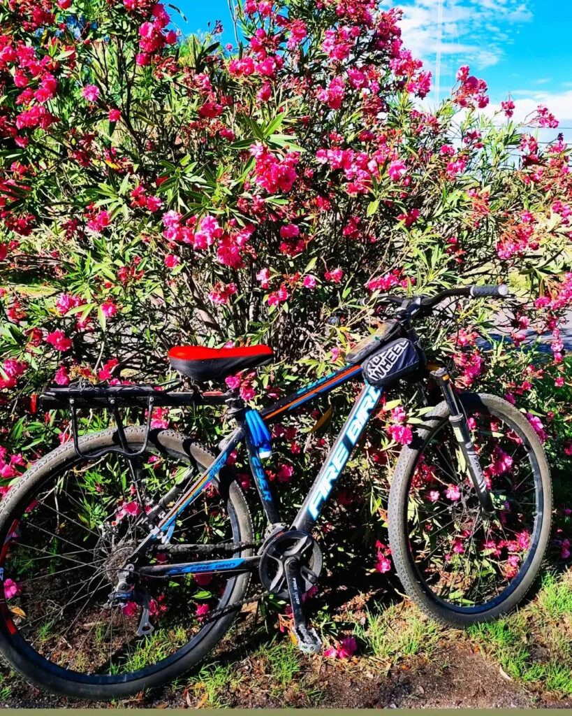 Espirradeira (Nerium oleander)