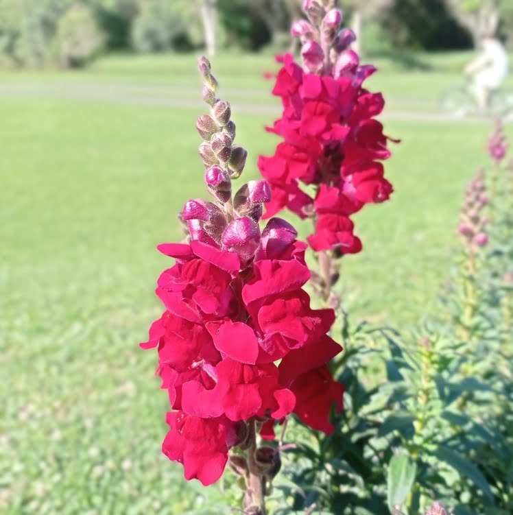 flor boca de leao 1