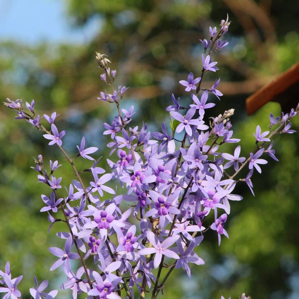 Flor de São Miguel