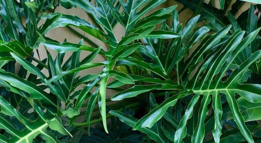 philodendron bipinnatifidum