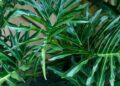 philodendron bipinnatifidum