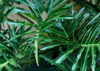 philodendron bipinnatifidum